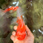 Red White Oranda Male 5.5-6 inches #082826OR_09