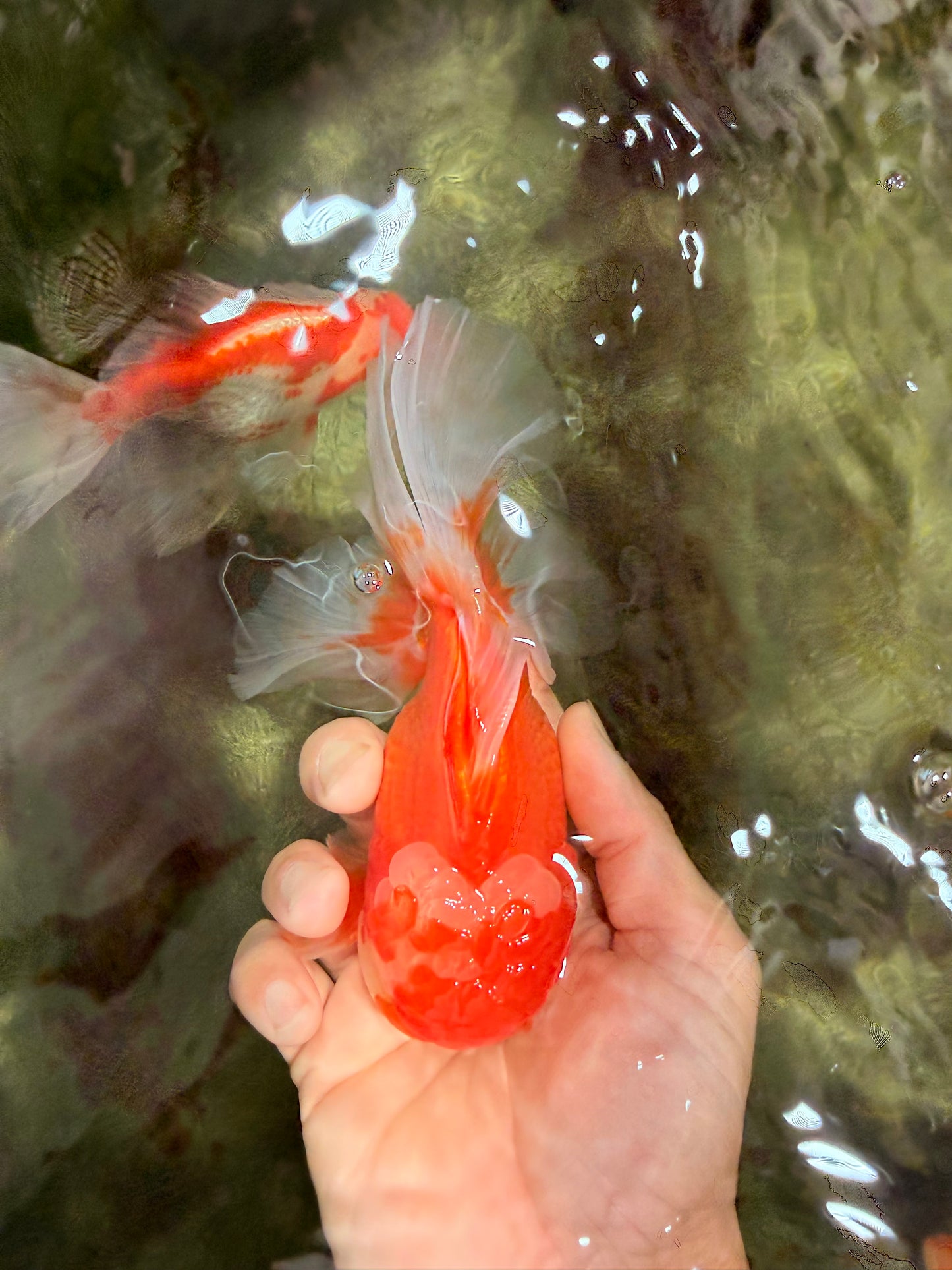 Red White Oranda Male 5.5-6 inches #082826OR_09