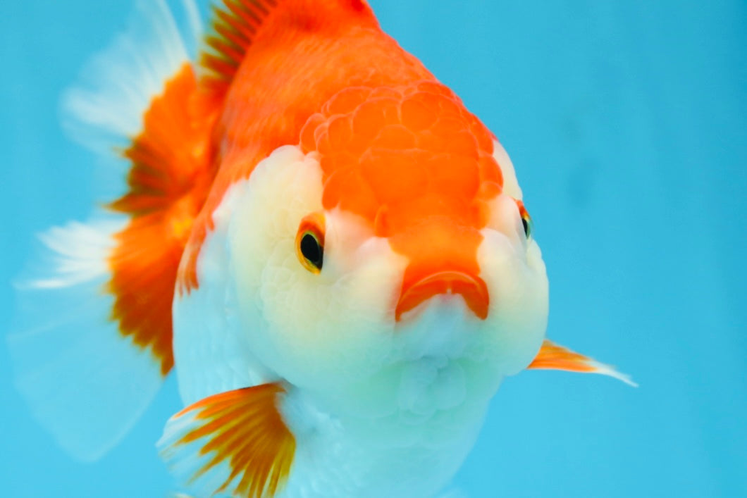 A Grade Red White Yuanbao 5.5 inches #080825YB_27