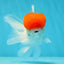 A Grade Red Cap Oranda Male 4.5-5 inches #050925OR_46