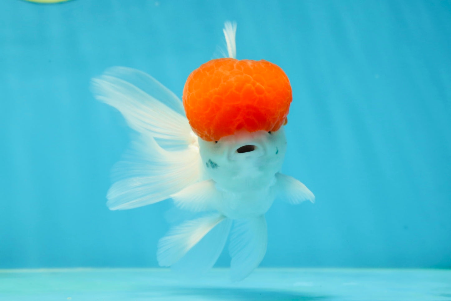 A Grade Red Cap Oranda Male 4.5-5 inches #050925OR_46
