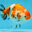 A Grade Tricolor Sakura Chinese Ranchu Male 4.5-5 inches #112125RC_15