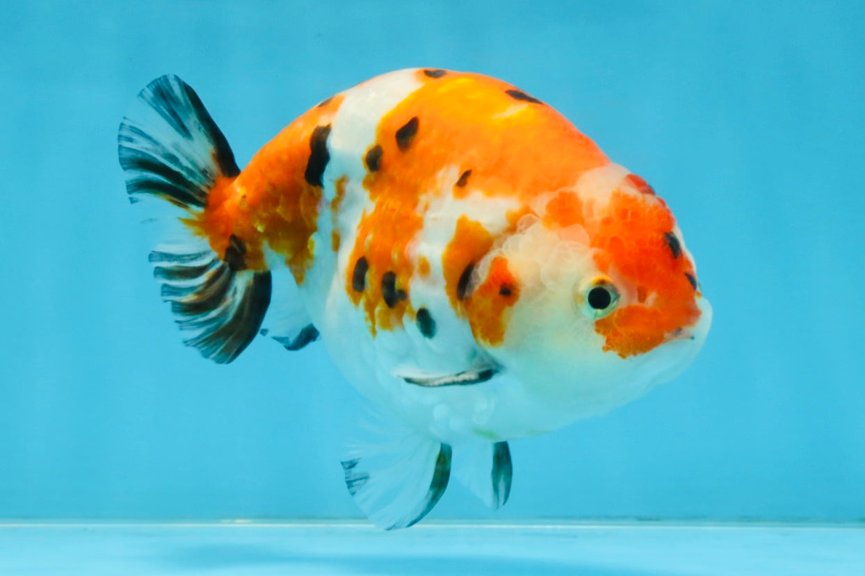 A Grade Tricolor Sakura Chinese Ranchu Male 4.5-5 inches #112125RC_15