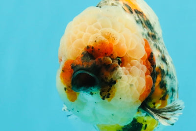 FLUFFY AAA Grade Marble Calico Yuanbao Male 5.5-6 inches #032026YB_20