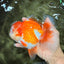 CHUBBY AAA Grade Red White Oranda Male 6 inches #081426OR_01