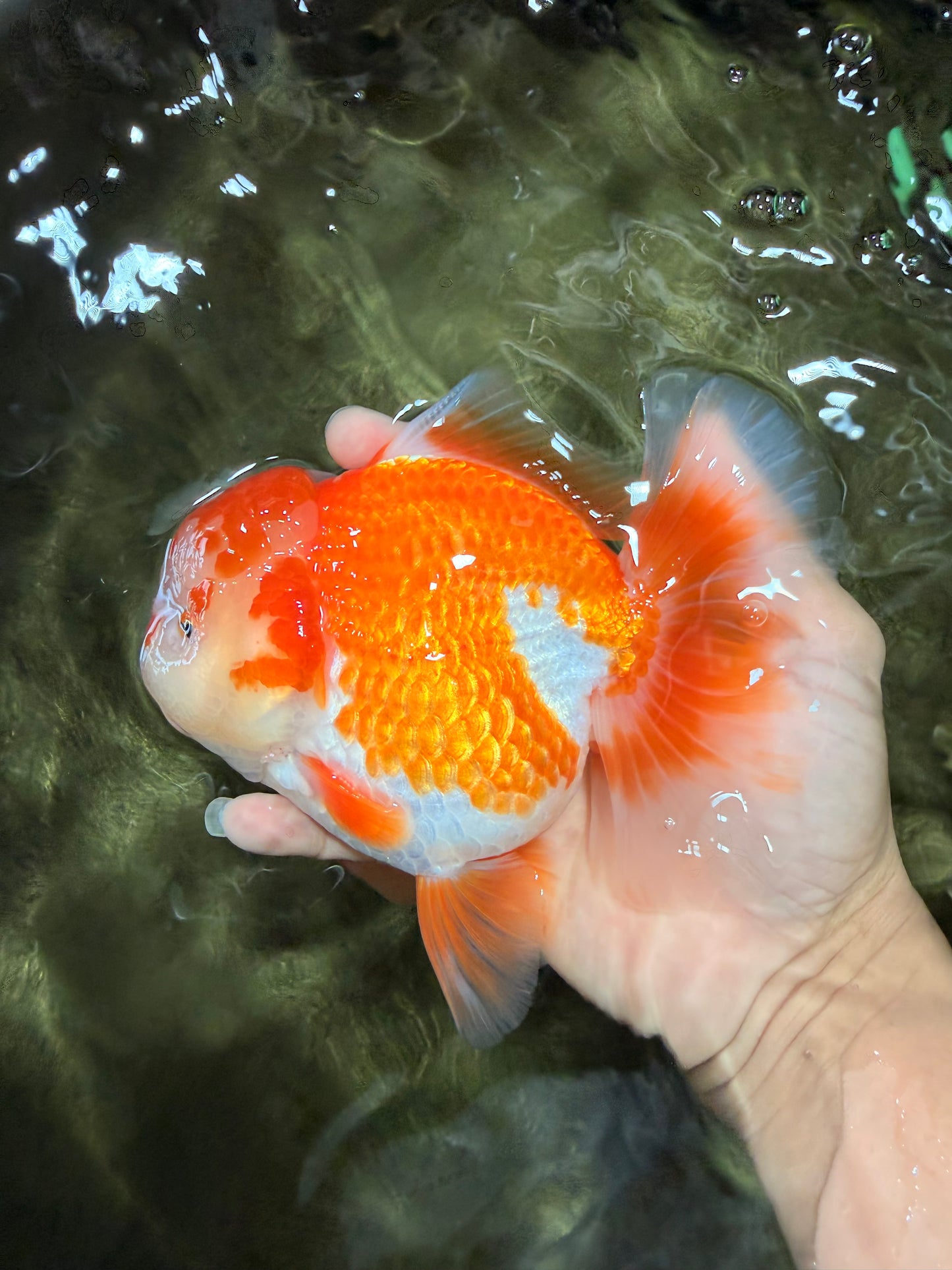 CHUBBY AAA Grade Red White Oranda Male 6 inches #081426OR_01