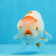 Beautiful Red Lipstick Lionchu Male 3.5 inches Unknown #0913LC_32