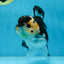 A Grade Panda Button Eyes Oranda Female 5 inches #081525OR_19