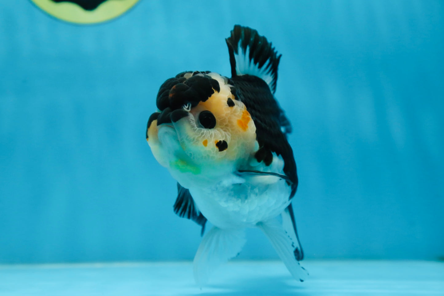 A Grade Panda Button Eyes Oranda Female 5 inches #081525OR_19