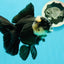 A Grade Monster Panda Oranda Female 5.5-6 inches #111524OR_18