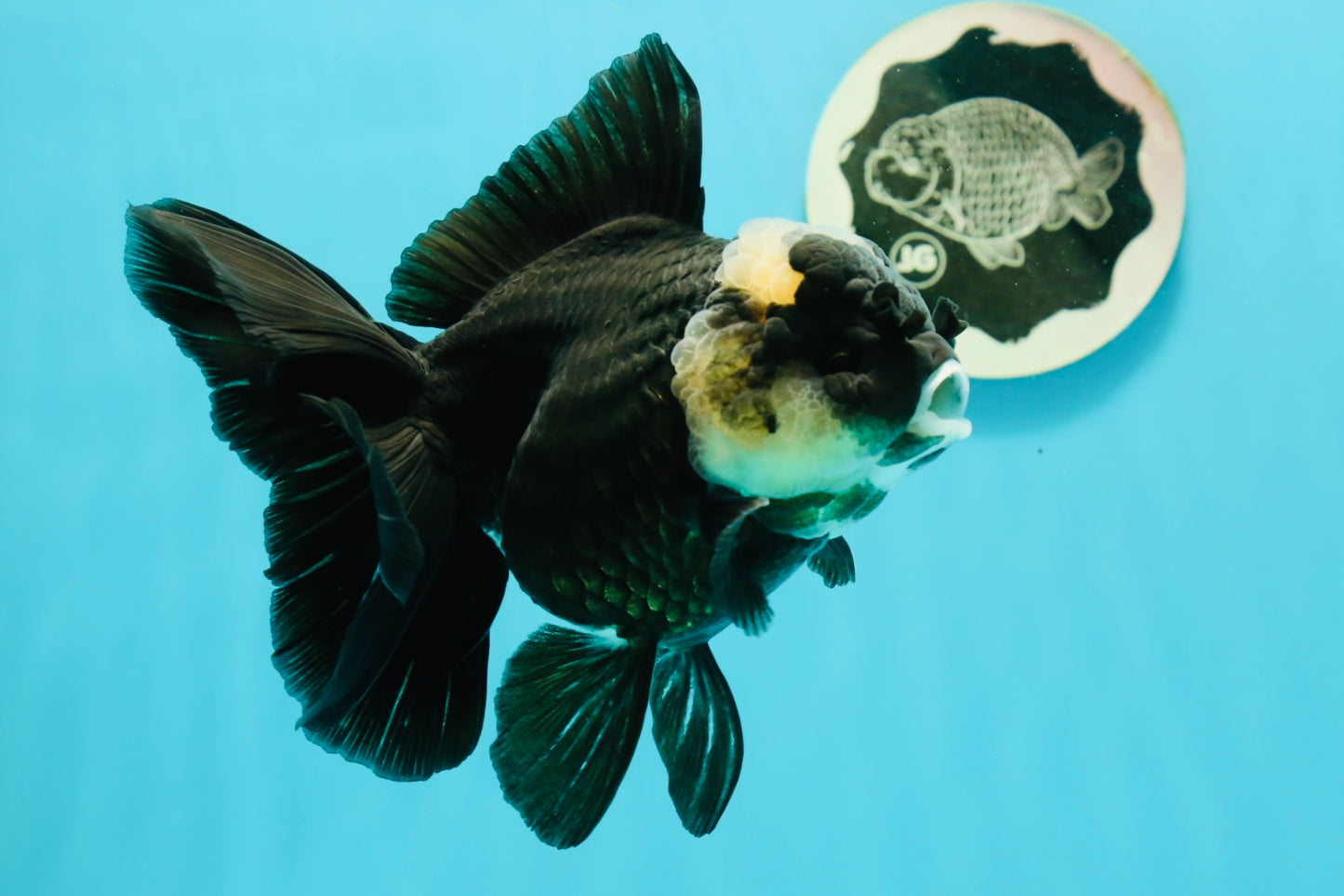 A Grade Monster Panda Oranda Female 5.5-6 inches #111524OR_18