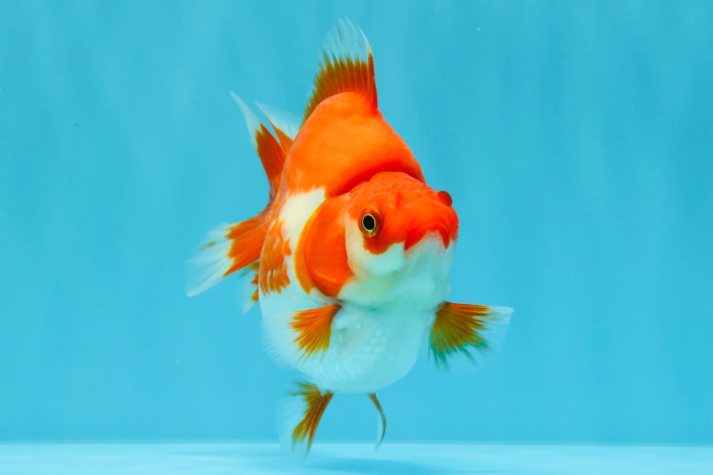 AAA Grade Red White Ryukin Female 4 inches #022026RK_12