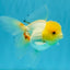 SUNNY White Oranda Female 5-5.5 inches #041026OR_08