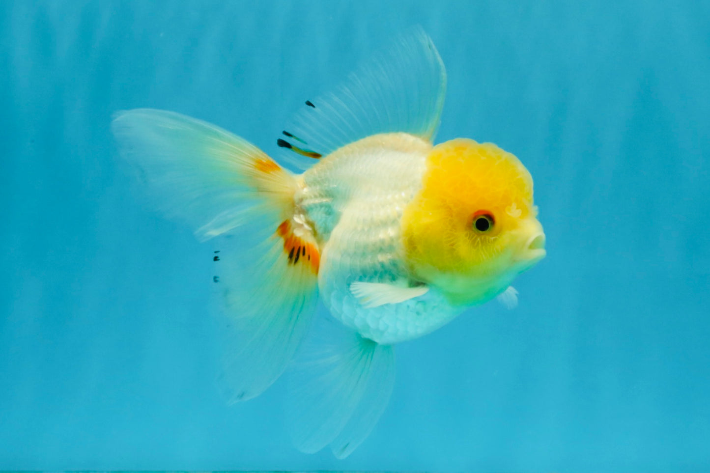 SUNNY White Oranda Female 5-5.5 inches #041026OR_08