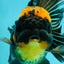 AAA Grade Apache Lava Head Oranda Female 5 inches #111524OR_16