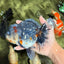 AAA Grade Calico Kirin Oranda Female 6.5 inches #100226OR_33