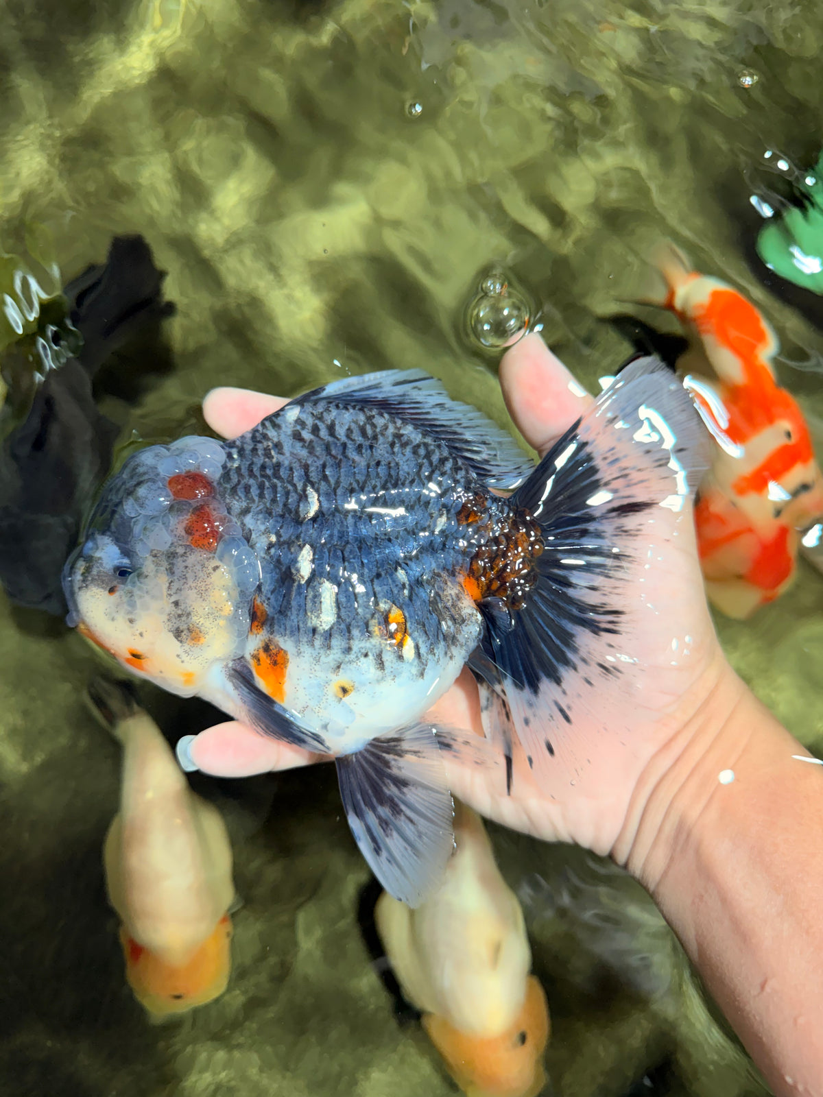 AAA Grade Calico Kirin Oranda Female 6.5 inches #100226OR_33