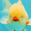 A Grade Red White Oranda Male 5.5 inches #102326OR_16