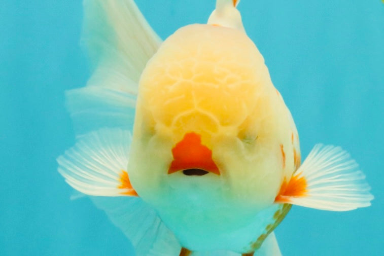 A Grade Red White Oranda Male 5.5 inches #102326OR_16