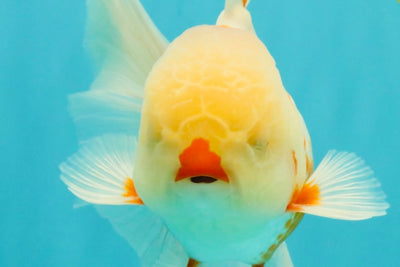 A Grade Red White Oranda Male 5.5 inches #102326OR_16