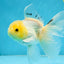 White Long Tail Oranda Male 5-5.5 inches #062025OR_15