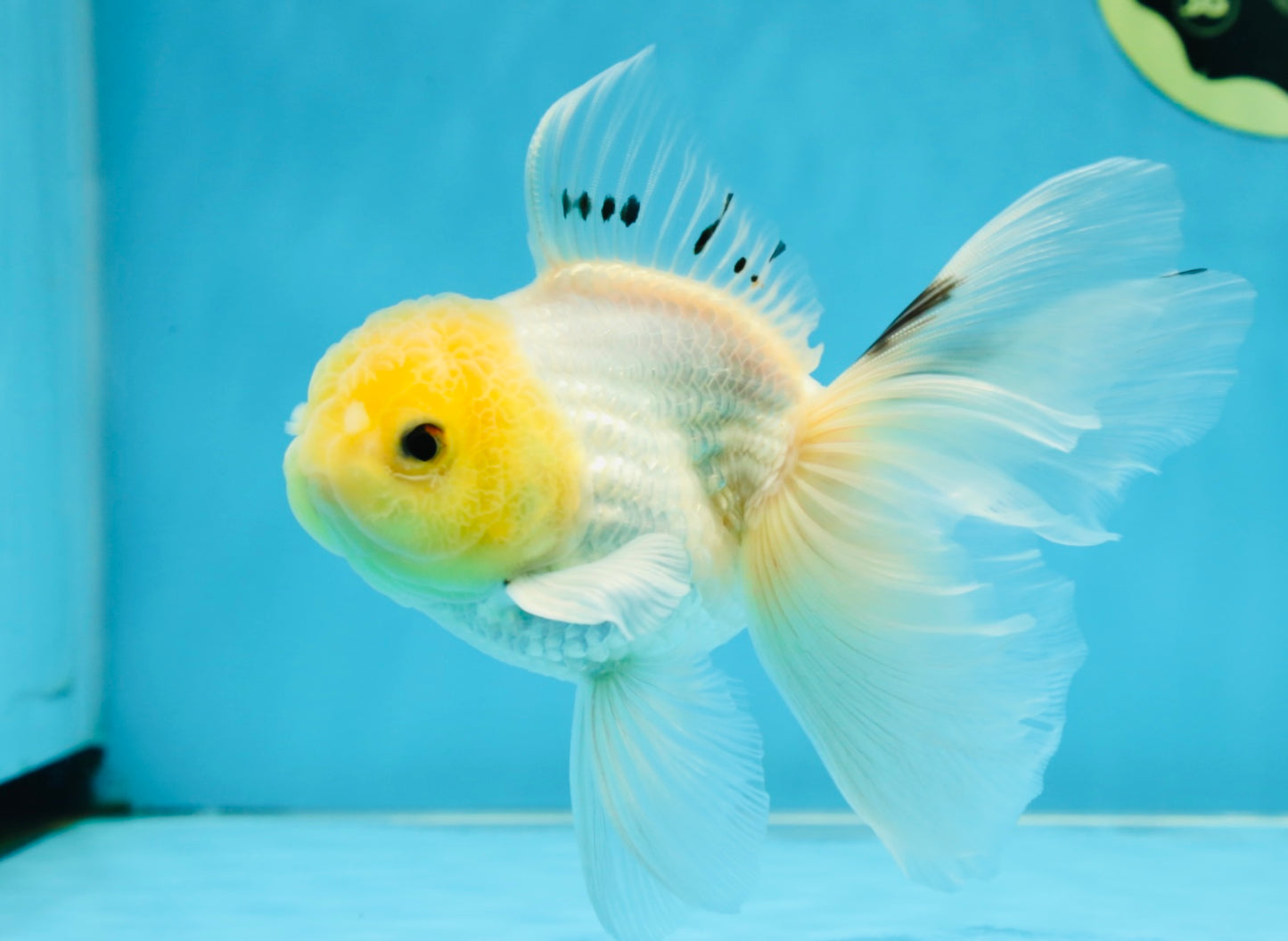 White Long Tail Oranda Male 5-5.5 inches #062025OR_15