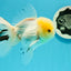 AAA Grade Lemonhead Oranda Male 5 inches #0510OR_09