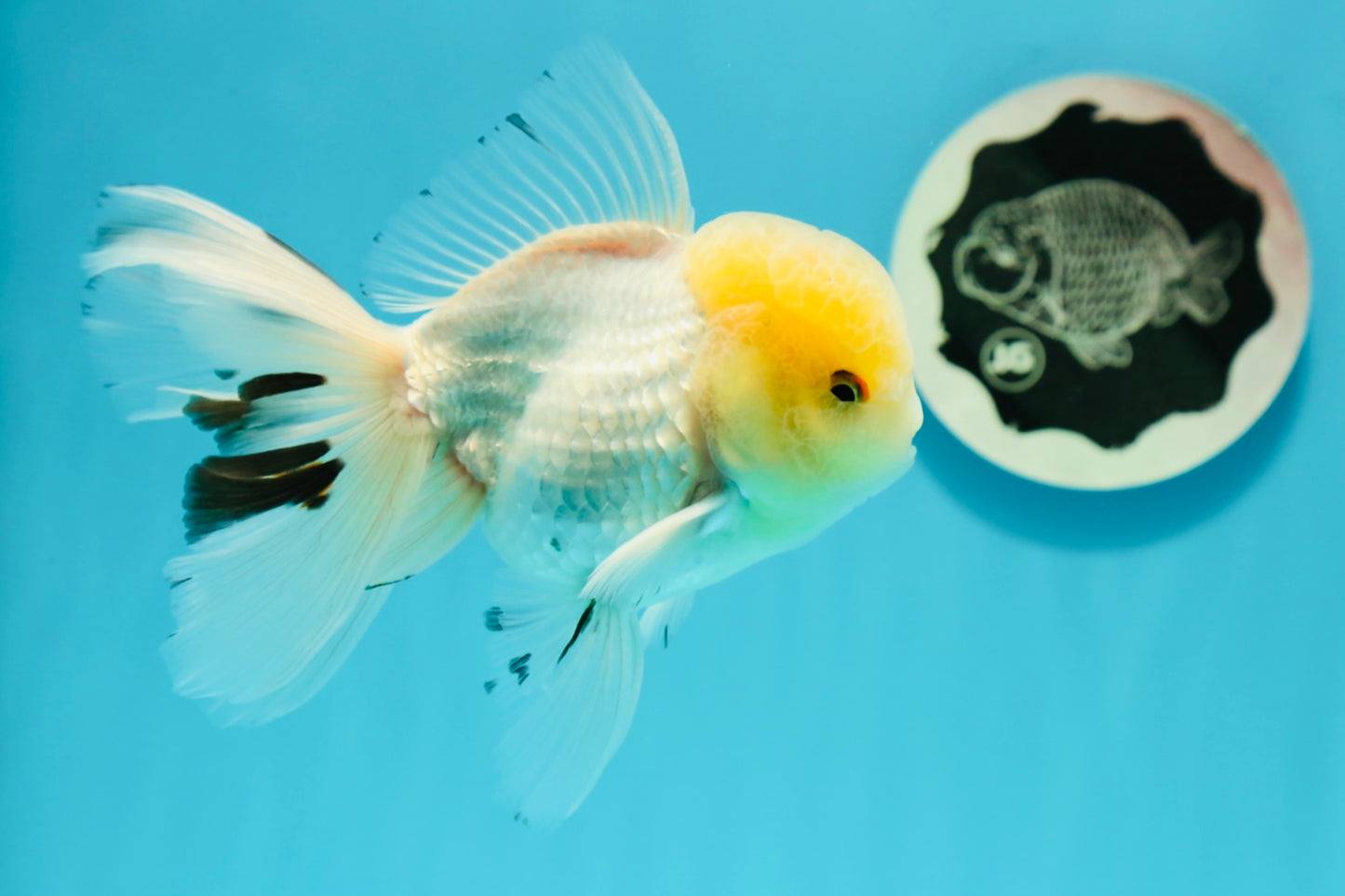 AAA Grade Lemonhead Oranda Male 5 inches #0510OR_09