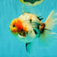 AAA Grade Sanke Marble Oranda Male 6.5 inches #062626OR_03