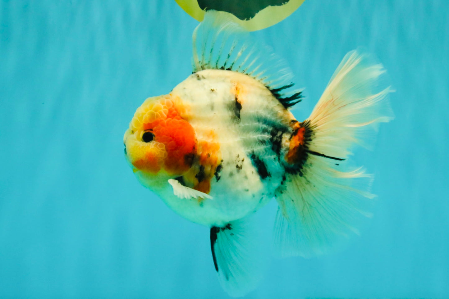 AAA Grade Sanke Marble Oranda Male 6.5 inches #062626OR_03