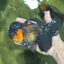 A Grade Lava BULL DOG Oranda Male 6 inches #011025OR_10