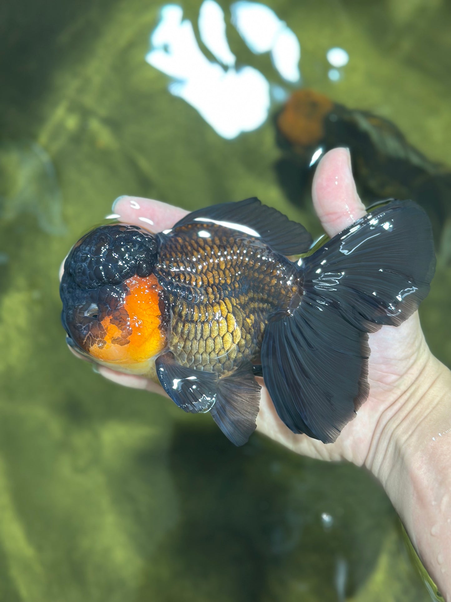 A Grade Lava BULL DOG Oranda Male 6 inches #011025OR_10