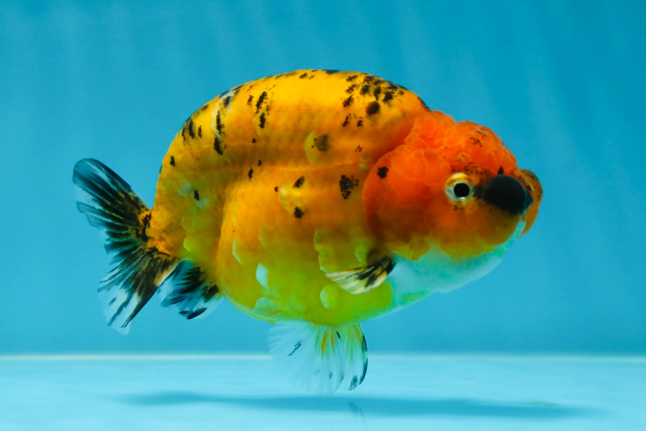 A Grade Tiger LionQueen 4-4.5 inches #051625LC_05