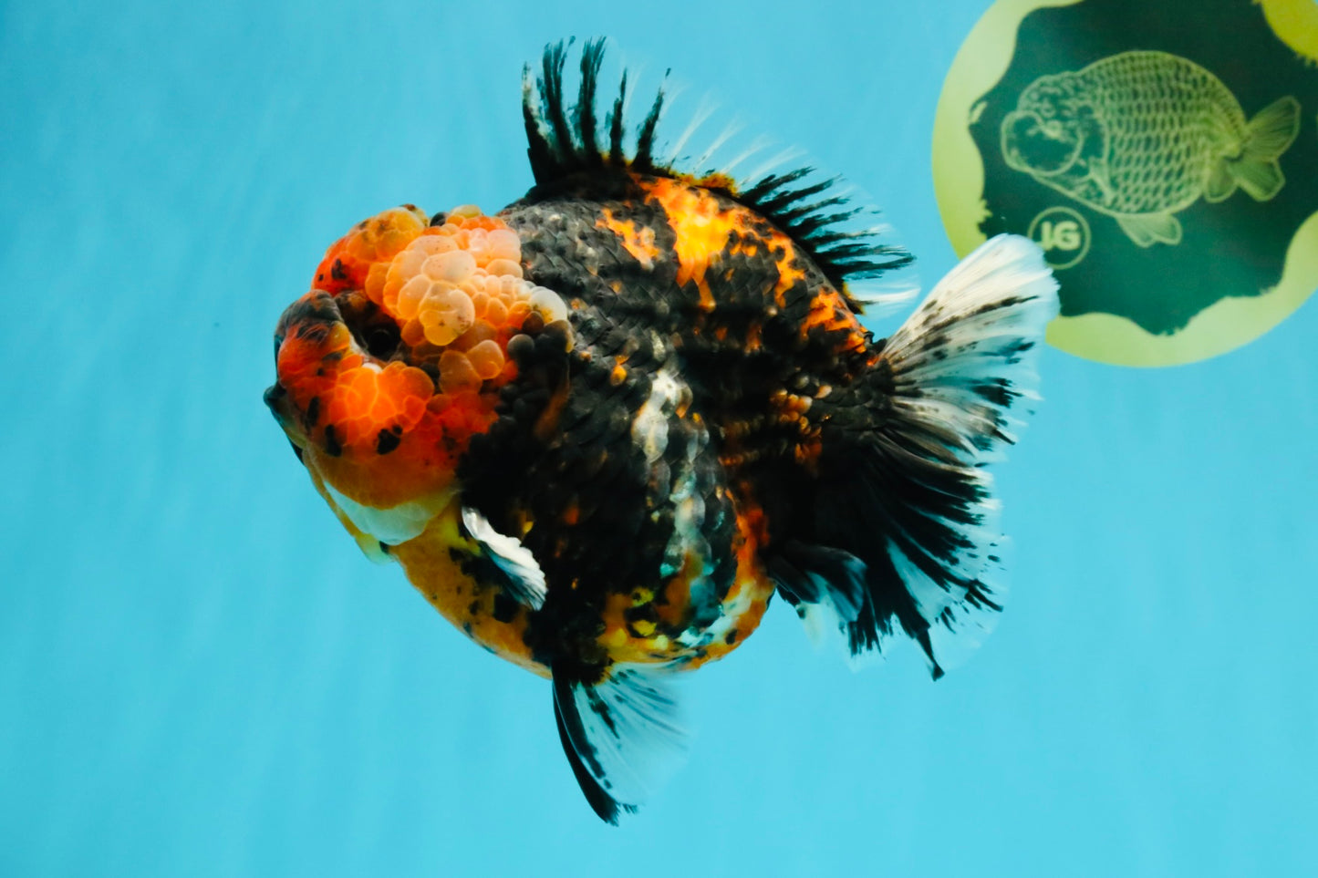 CHONKY AAA Grade Tiger Yuanbao Male 6 inches #032026YB_24