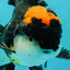 AAA Grade Tricolor Oranda Male 5.5 inches #112224OR_12