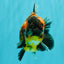 A Grade Showa Yuanbao Male 5.5-6 inches #082126YB_29