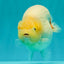 AAA Grade Sakura Ranchu Female 5.5-6 inches #102326RC_02