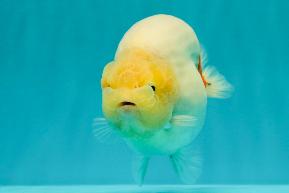 AAA Grade Sakura Ranchu Female 5.5-6 inches #102326RC_02