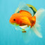 A Grade Red White Oranda Male 5.5 inches #102326OR_21