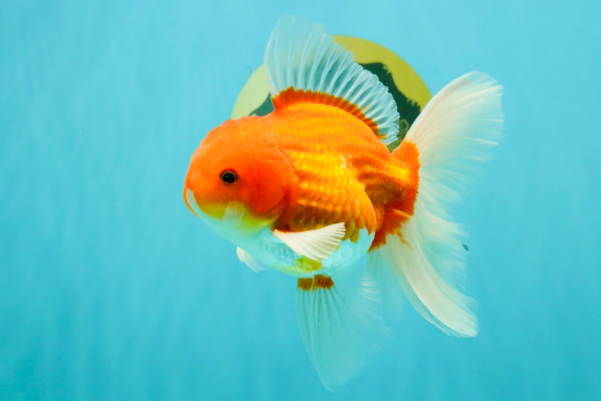 A Grade Red White Oranda Male 5.5 inches #102326OR_21