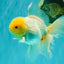 A Grade White Oranda Male 6 inches #100926OR_16