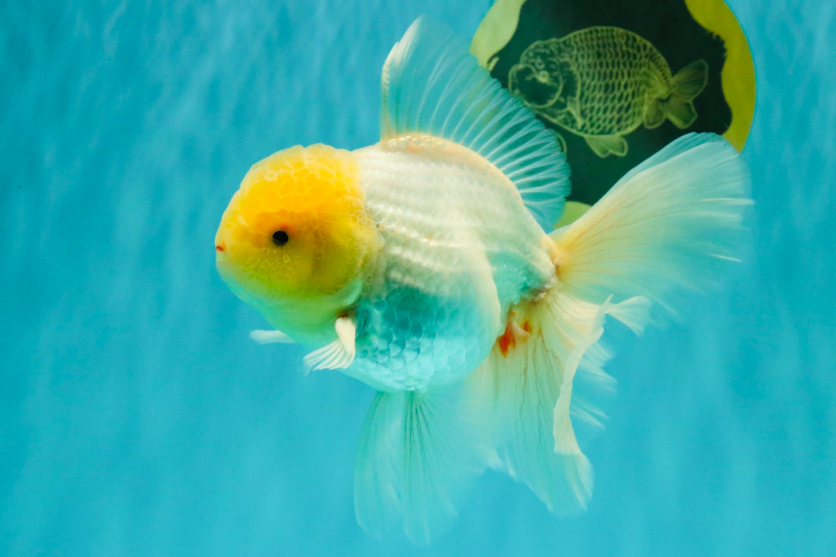 A Grade White Oranda Male 6 inches #100926OR_16