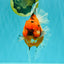 CHONKY AAA Grade Sakura Oranda Female 8.5 inches #071726OR_03
