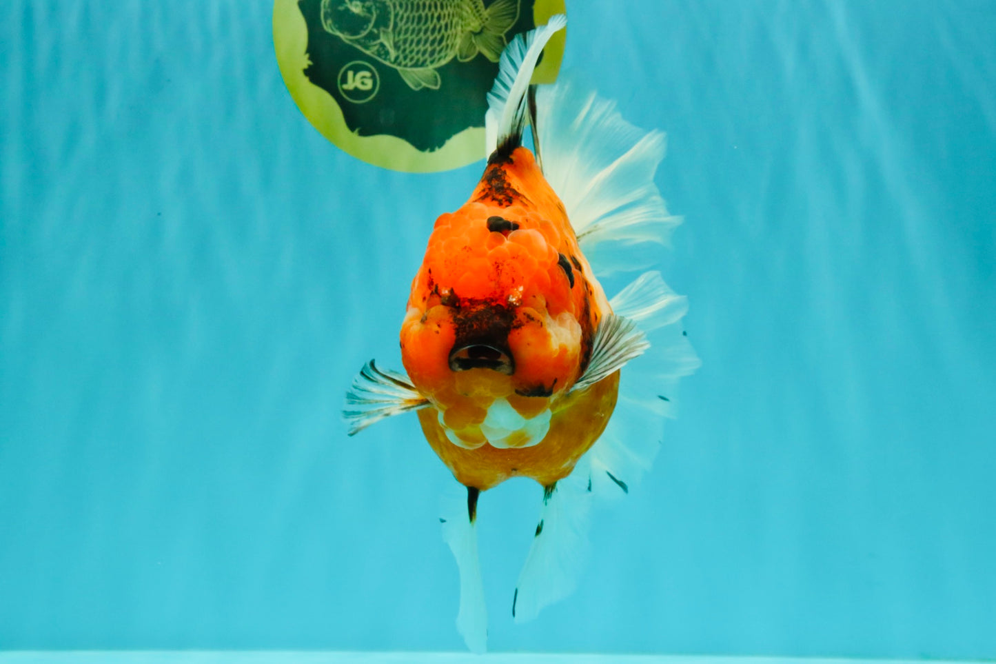 CHONKY AAA Grade Sakura Oranda Female 8.5 inches #071726OR_03
