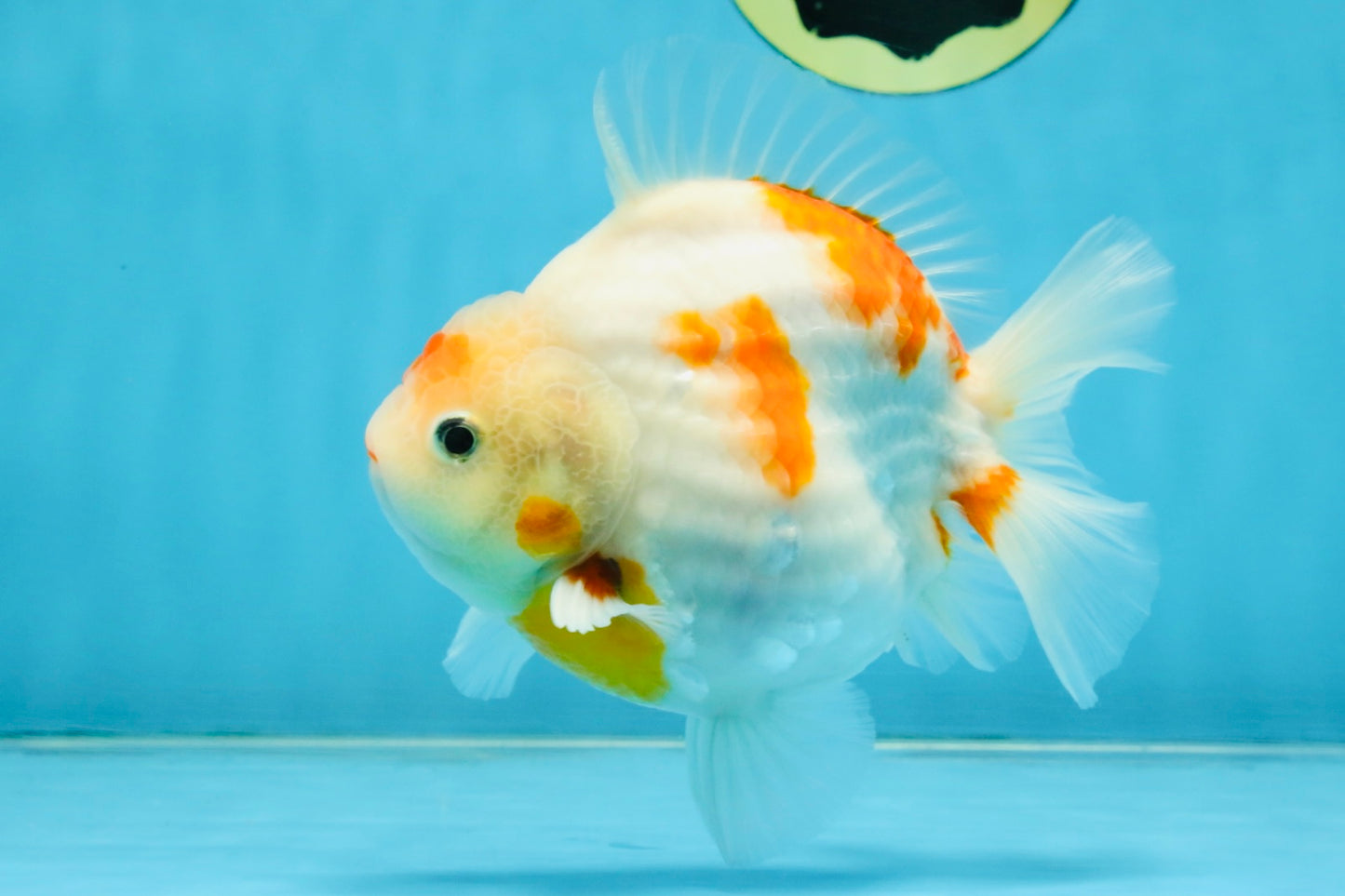 AAA Grade Godzilla Sakura Yuanbao Male 5-5.5 inches #112825YB_18