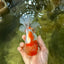 AAA Grade Godzilla Kohaku Sakura Oranda Male 5-5.5 inches #050925OR_56