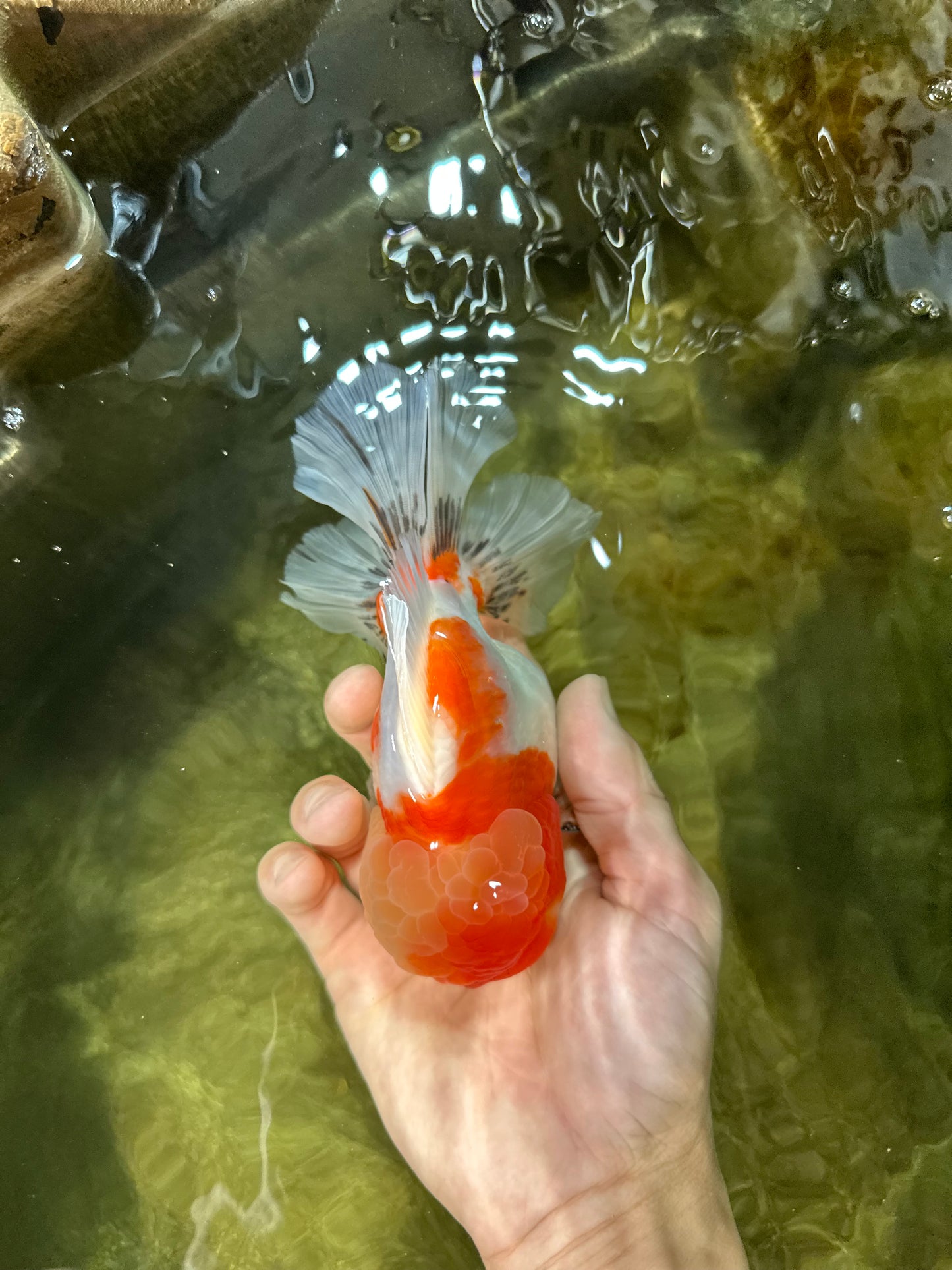 AAA Grade Godzilla Kohaku Sakura Oranda Male 5-5.5 inches #050925OR_56