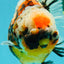 AAA Grade Marble Calico Yuanbao Female 5.5 inches #041726YB_19