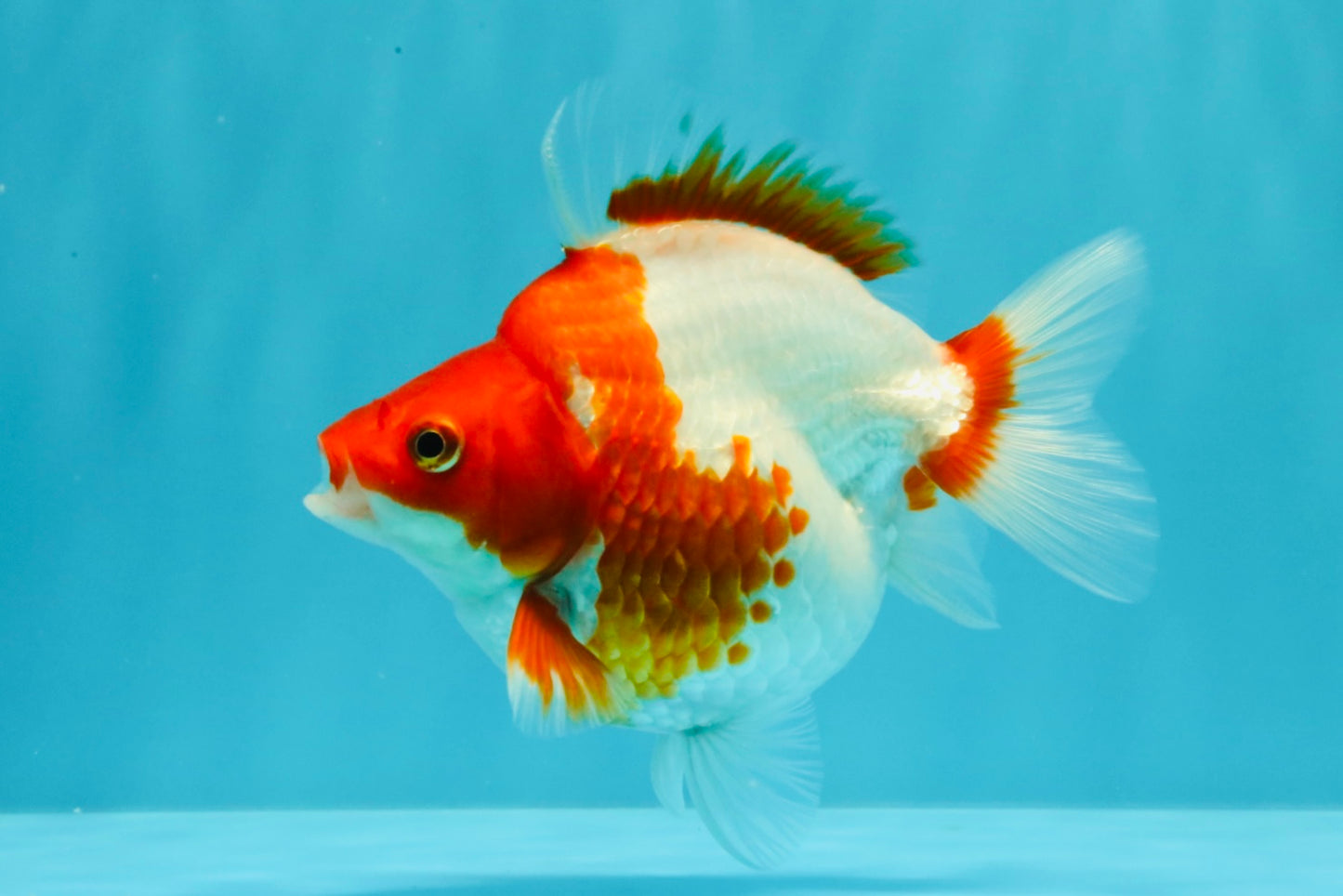 A Grade Red White Ryukin Female 4.5 inches #031326RK_32