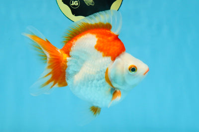 A Grade Red White Ryukin Female 5-5.5 inches #111425RK_07